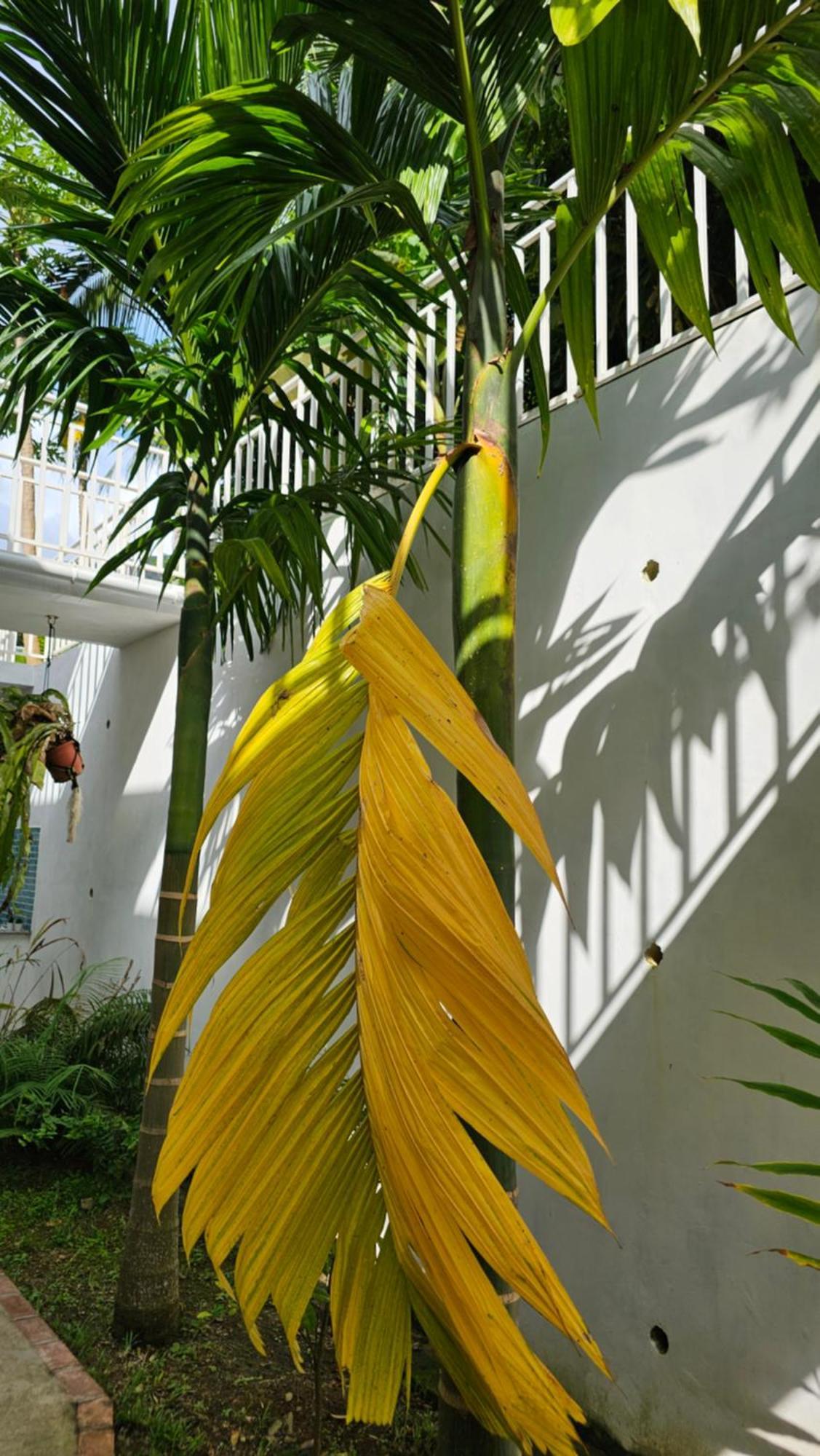 Harmony Self-Catering Apartments Beau Vallon  Exterior foto